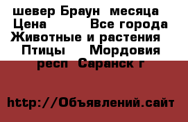 шевер Браун 2месяца › Цена ­ 200 - Все города Животные и растения » Птицы   . Мордовия респ.,Саранск г.